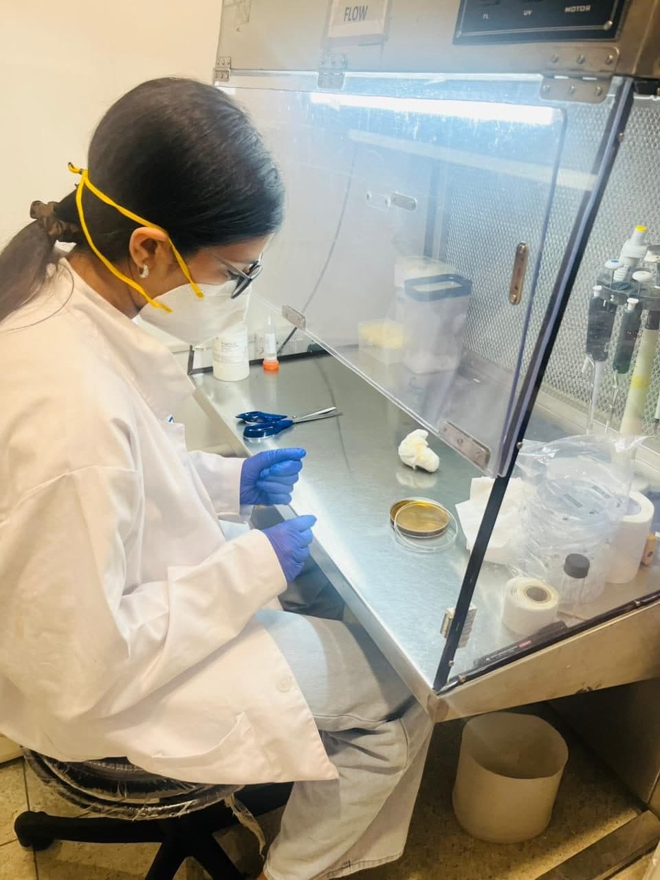 Student working with a petri dish inside a biosafety cabinet