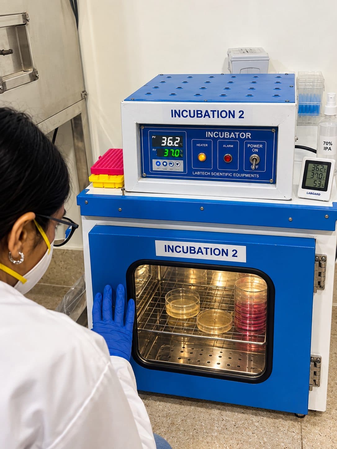 Petri dishes growing inside a laboratory incubator